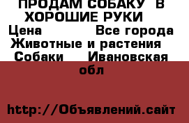 ПРОДАМ СОБАКУ  В ХОРОШИЕ РУКИ  › Цена ­ 4 000 - Все города Животные и растения » Собаки   . Ивановская обл.